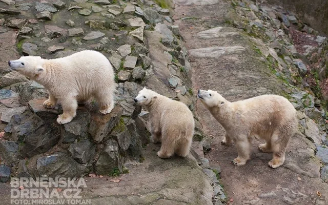 Medvědí rodinka, foto: Brněnská Drbna