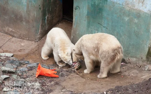Medvědi si pochutnávají na speciálním narozeninovém dortu, Zoo Brno, foto: Brněnská Drbna