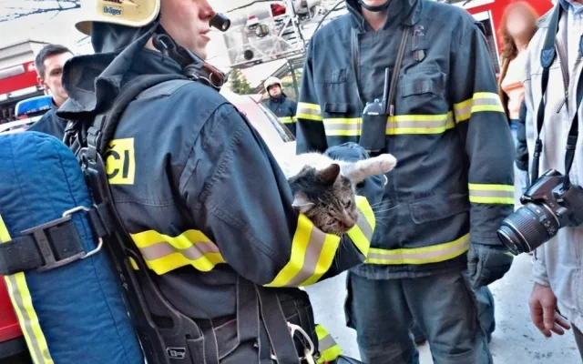Hasiči likvidovali z bytu zachránili kočku, foto: hasiči JMK