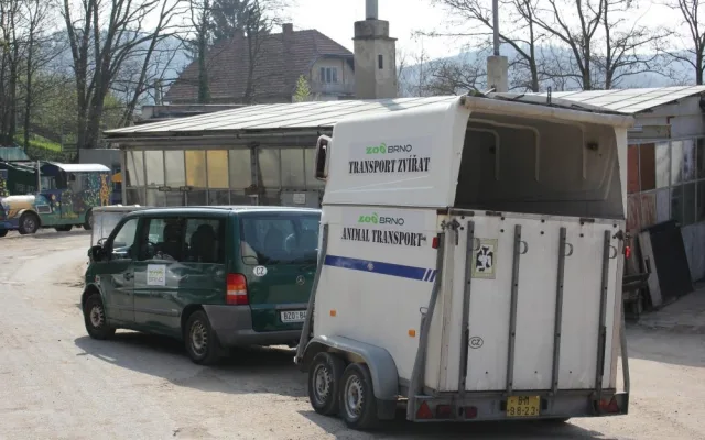 Lední medvědice Kometa opustila brněnskou zoo, foto: Zoo Brno