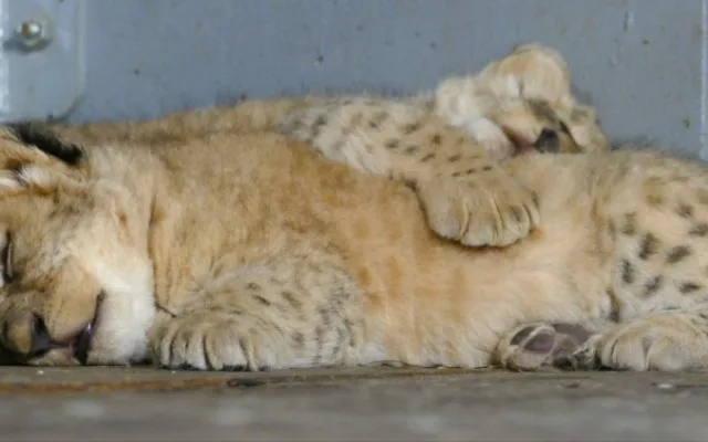 Lvíčci v brněnské zoo