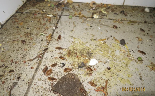 V asijském bistru Dragon panovaly otřesné hygienické podmínky