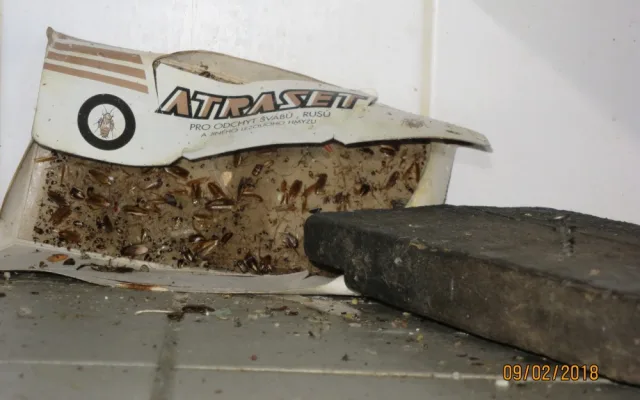 V asijském bistru Dragon panovaly otřesné hygienické podmínky