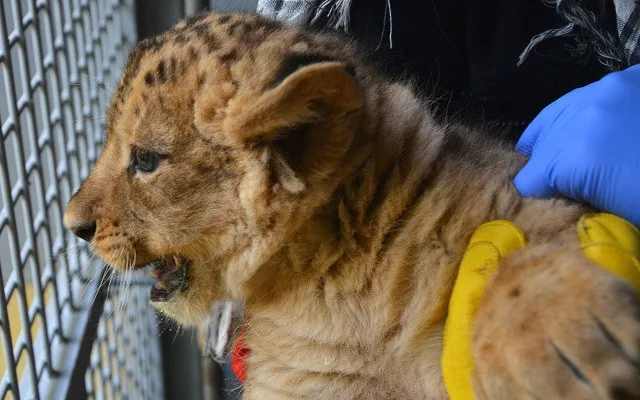 Lvíčci v brněnské zoo