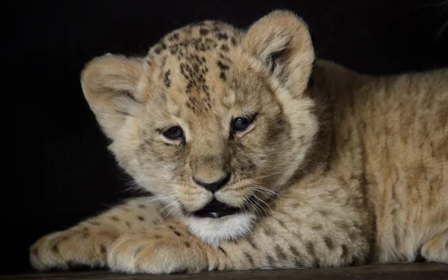 Lvíčci v brněnské zoo