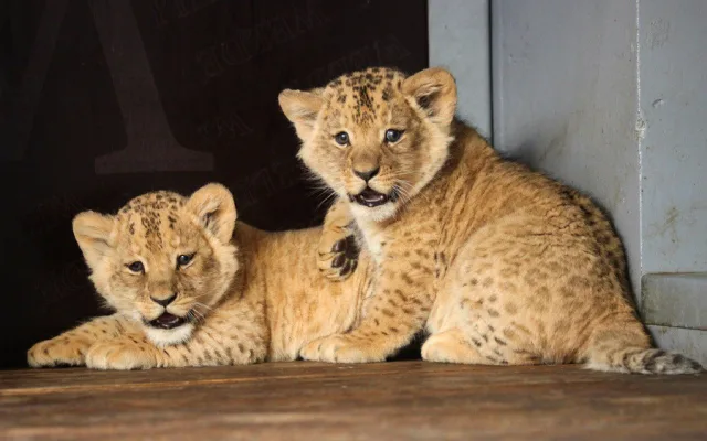 Lvíčci v brněnské zoo
