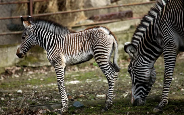 Malá zebřička v brněnské zoo