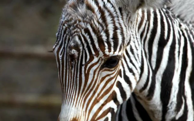 Malá zebřička v brněnské zoo