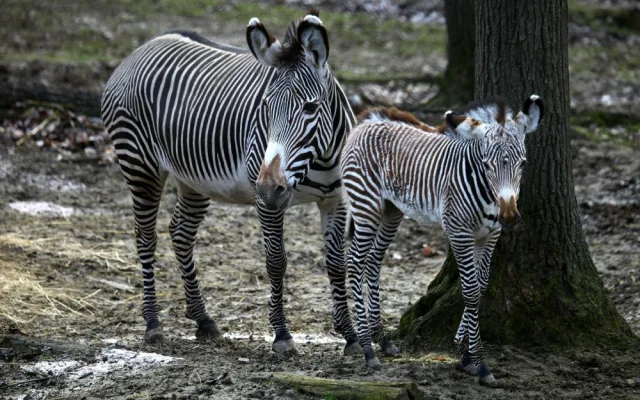 Malá zebřička v brněnské zoo