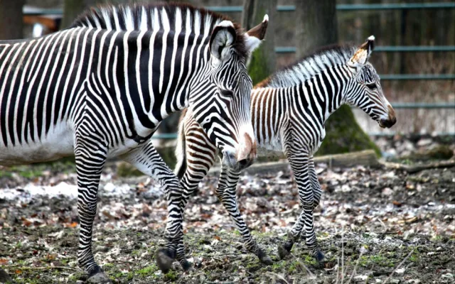 Malá zebřička v brněnské zoo