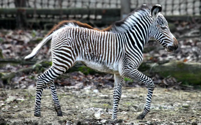 Malá zebřička v brněnské zoo