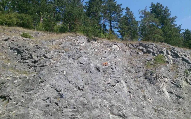 záchrana psa4