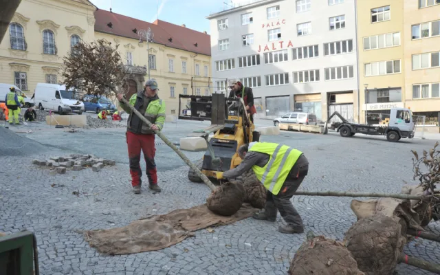 Stromy na Dominikánském náměstí