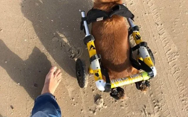 Charlie chodí se svou majitelkou i surfovat