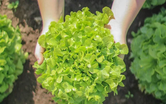 Rodinné farmě z Brna hrozí kvůli územnímu plánu zánik. Farmáři shání podpisy do petice