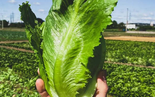 Rodinné farmě z Brna hrozí kvůli územnímu plánu zánik. Farmáři shání podpisy do petice