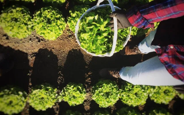 Rodinné farmě z Brna hrozí kvůli územnímu plánu zánik. Farmáři shání podpisy do petice