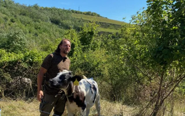 Na jižní Moravě přibývá míst, která spásají ovce a kozy