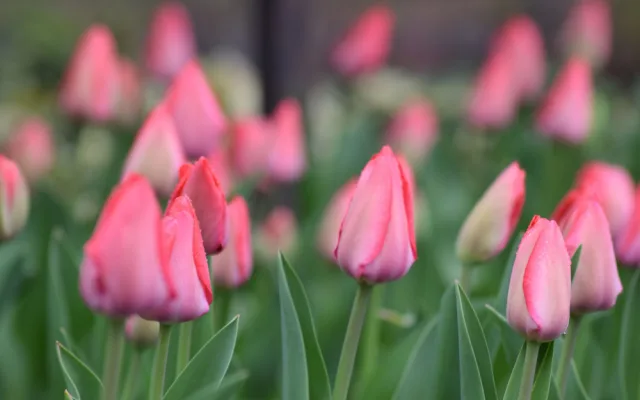 Botanická zahrada Masarykovy univerzity zahájila novou sezónu