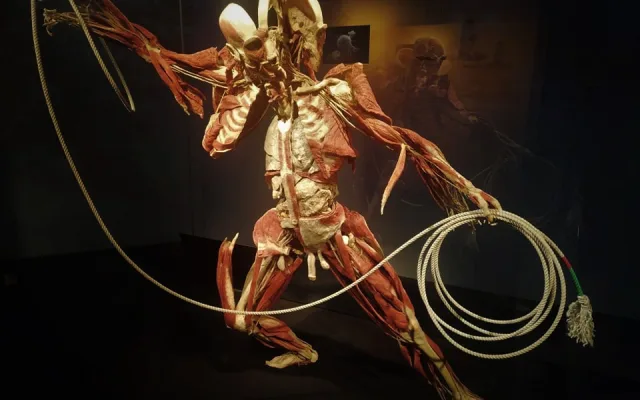 Putovní výstava Body Worlds v Brně představí anatomii lidského těla