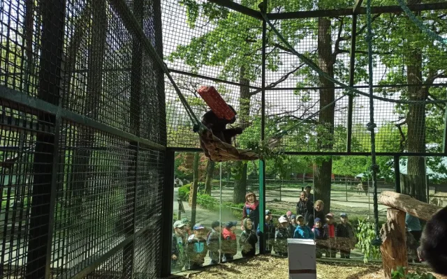 Samice šimpanze v zoo oslavila dvacet let, chovatelé tlupě přichystali oslavu