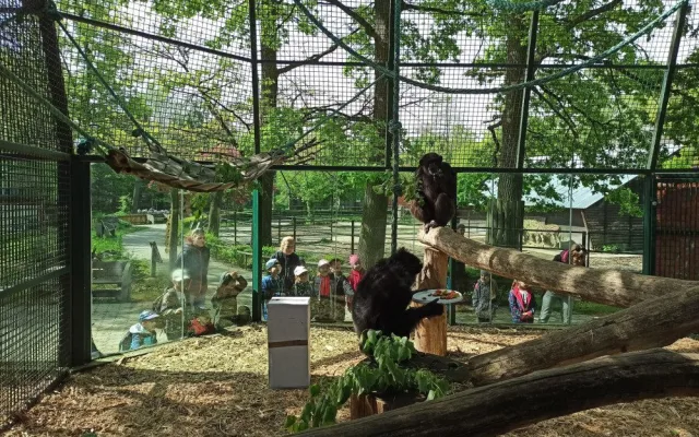 Samice šimpanze v zoo oslavila dvacet let, chovatelé tlupě přichystali oslavu