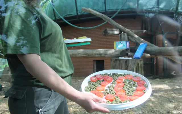 Samice šimpanze v zoo oslavila dvacet let, chovatelé tlupě přichystali oslavu