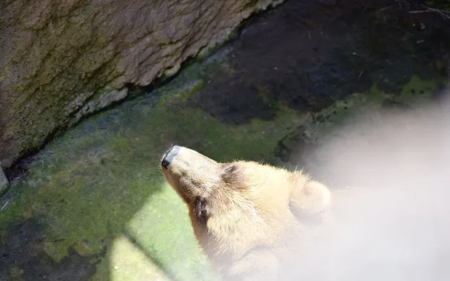 Do Brna přijela z Francie medvědice Irina, stala se novou atrakcí zoologické