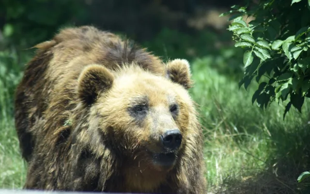 Do Brna přijela z Francie medvědice Irina, stala se novou atrakcí zoologické