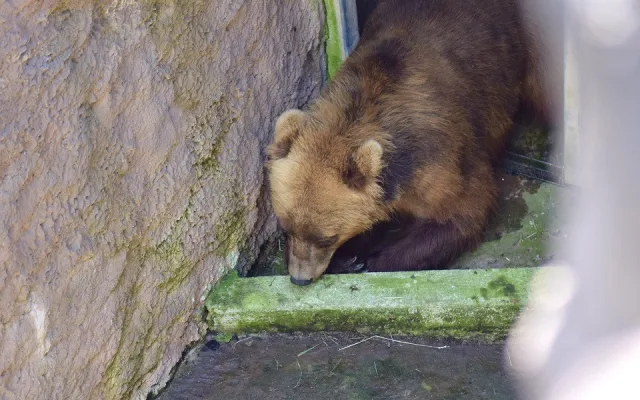 Do Brna přijela z Francie medvědice Irina, stala se novou atrakcí zoologické
