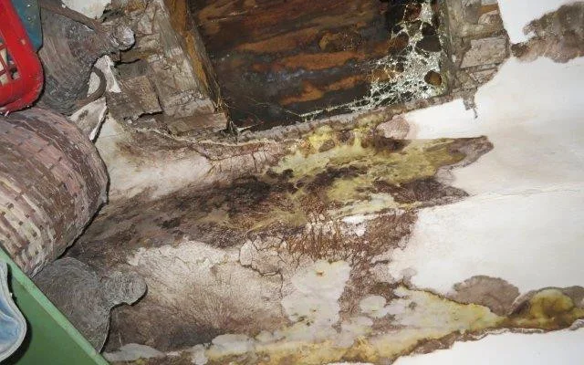 Inspektoři zavřeli prodejnu potravin v Brně, našli hmyz a plíseň