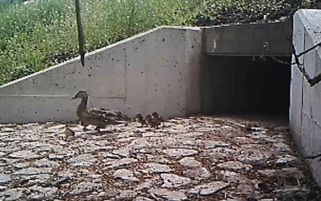 Vydry i lišky se naučily používat bezpečné tunely pod silnicí