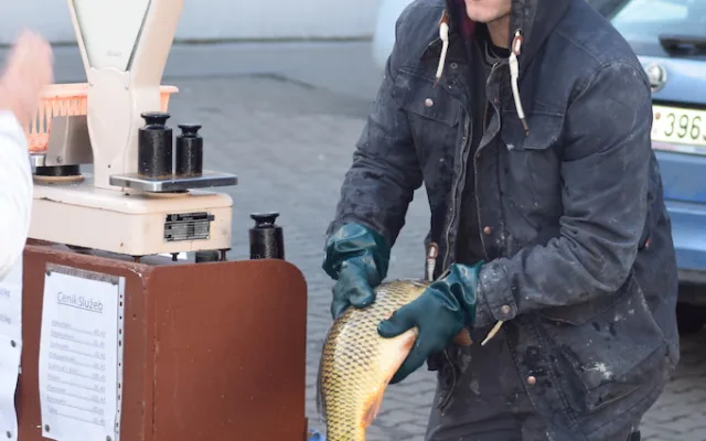 Do Brna připluli vánoční kapři, lidé si za rybu letos připlatí