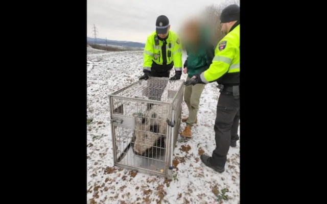 Lidé v Brně zavolali na pasoucí se miniprase policisty. Ti vytáhli na vepře piškoty