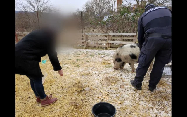 Lidé v Brně zavolali na pasoucí se miniprase policisty. Ti vytáhli na vepře piškoty