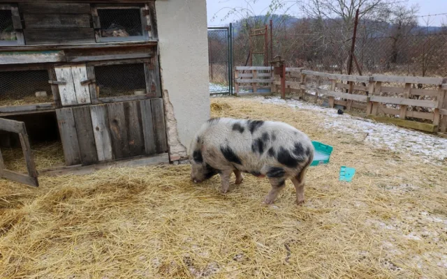 Lidé v Brně zavolali na pasoucí se miniprase policisty. Ti vytáhli na vepře piškoty