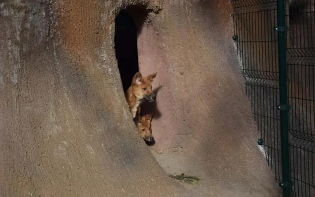 Do výběhu jihomoravské zoo nakoukla štěňata psů dingo