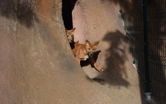 Do výběhu jihomoravské zoo nakoukla štěňata psů dingo