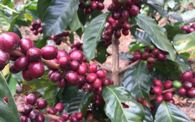 Jsme kávoví holisti. Důležitá je pro nás při výběru hlavně chuť, říkají majitelé qb coffee roasters