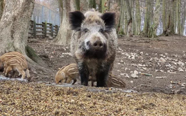 Porodní boom v brněnské oboře Holedná. Narodilo se tam patnáct malých čuňátek