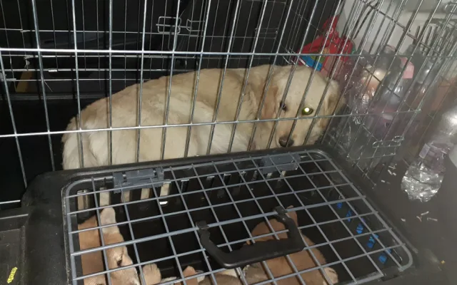 Cizinec u Brna měl auto plné pašovaných štěňat