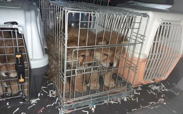 Cizinec u Brna měl auto plné pašovaných štěňat
