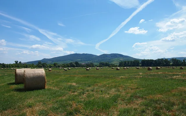 Archeologové našli na jižní Moravě kostru germánského bojovníka pohřbeného se psy