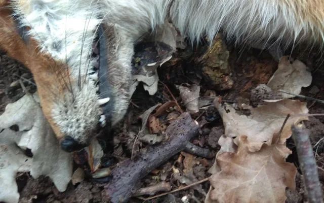 Kriminalisté na jižní Moravě lapili traviče zvěře. Chodila mi na holuby, bránil se muž