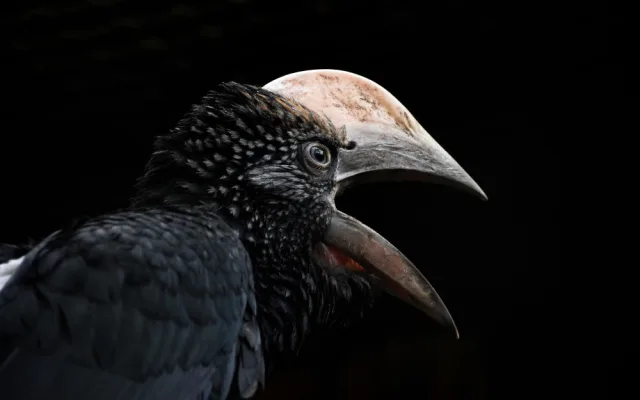 Zoo na jižní Moravě po sto dnech ukázala ptačí mláďata, která se schovávala v hnízdní dutině