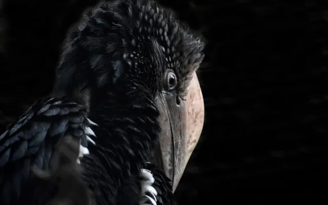Zoo na jižní Moravě po sto dnech ukázala ptačí mláďata, která se schovávala v hnízdní dutině