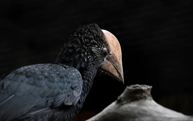 Zoo na jižní Moravě po sto dnech ukázala ptačí mláďata, která se schovávala v hnízdní dutině