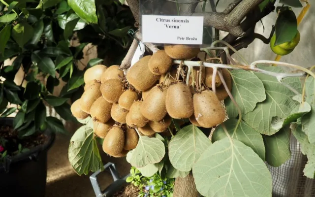Do Brna dorazila citrusová výstava. Mezi exponáty se objeví i kávovníky nebo houby