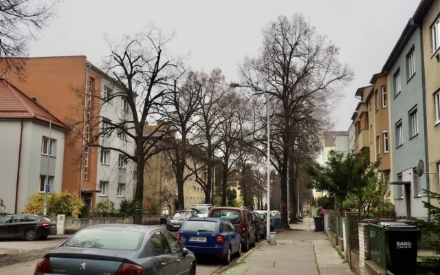 V Brně vykácí stoletou lipovou alej. Nemáme na výběr, hlásí město
