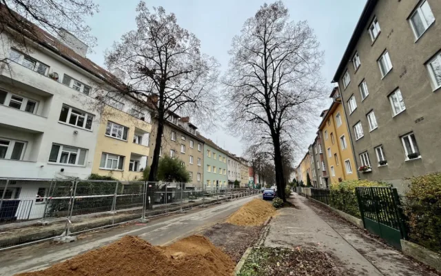 V Brně vykácí stoletou lipovou alej. Nemáme na výběr, hlásí město